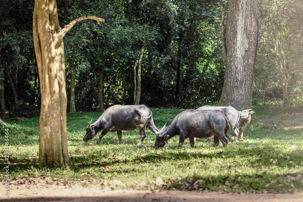Fototapeta premium buffalo grazing in a green meadow at angkor wat