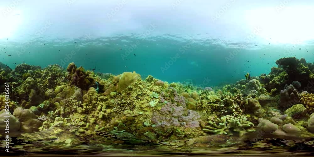 coral reef and tropical fish. vr360 underwater world with corals and lot fish. Hard and soft corals underwater landscape coral reef and tropical fish. vr360 underwater world with corals and lot fish. Hard and soft corals underwater landscape