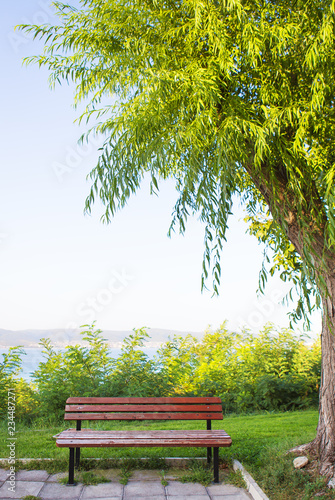 bench near a tree - rest, sun, sea vacation