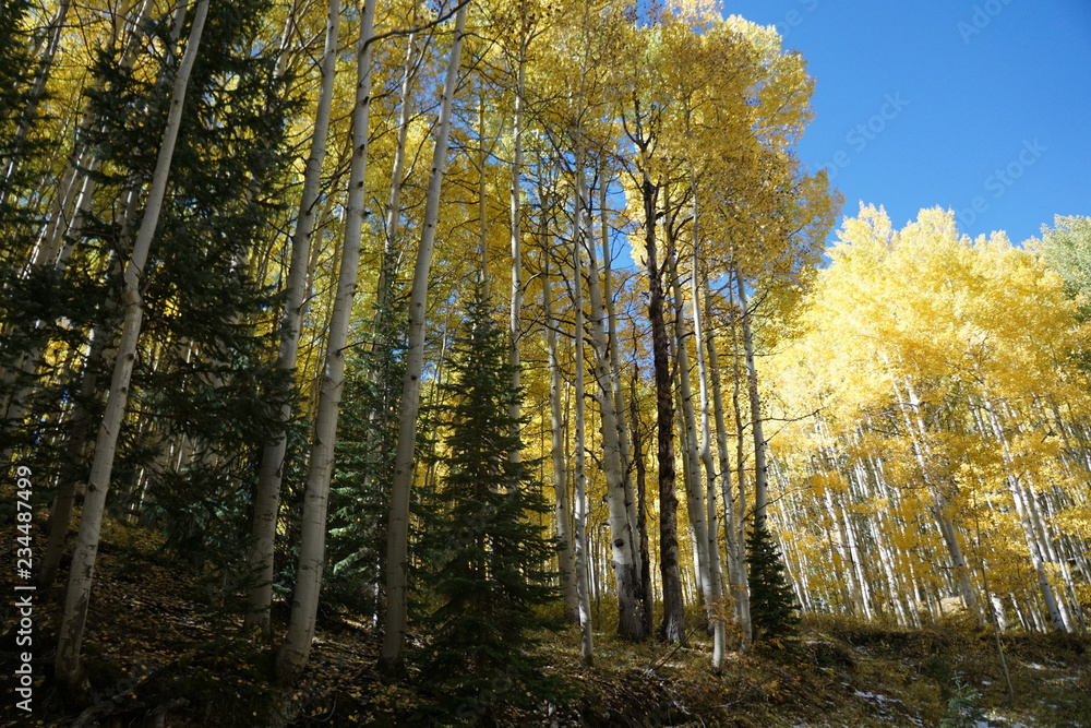 Fototapeta premium las jesienią