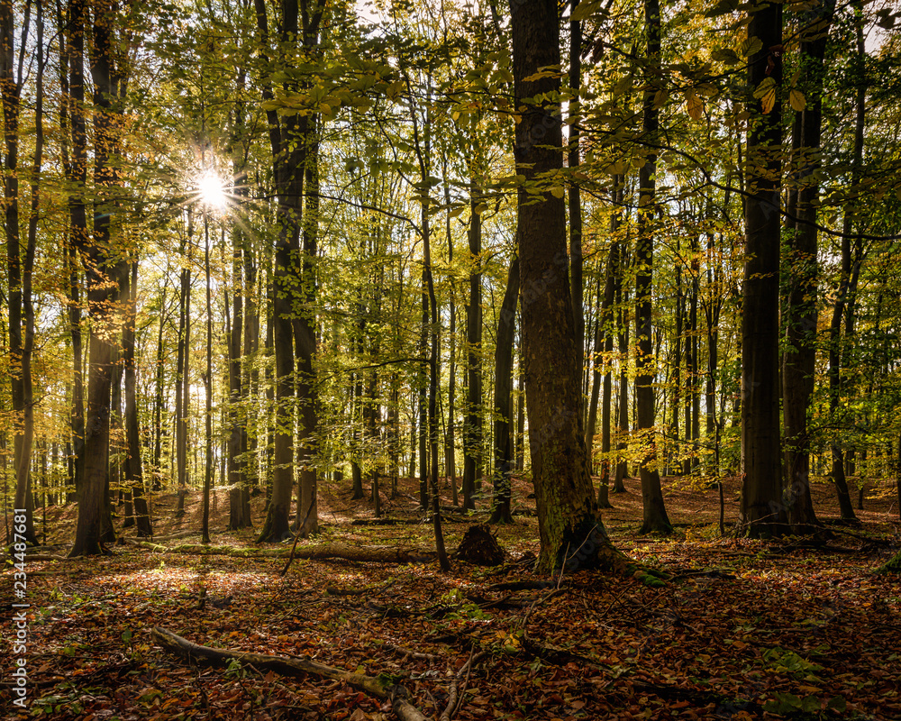 Natürlicher Laubwald im Herbst