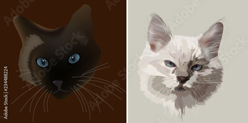 two cats portraits illustration