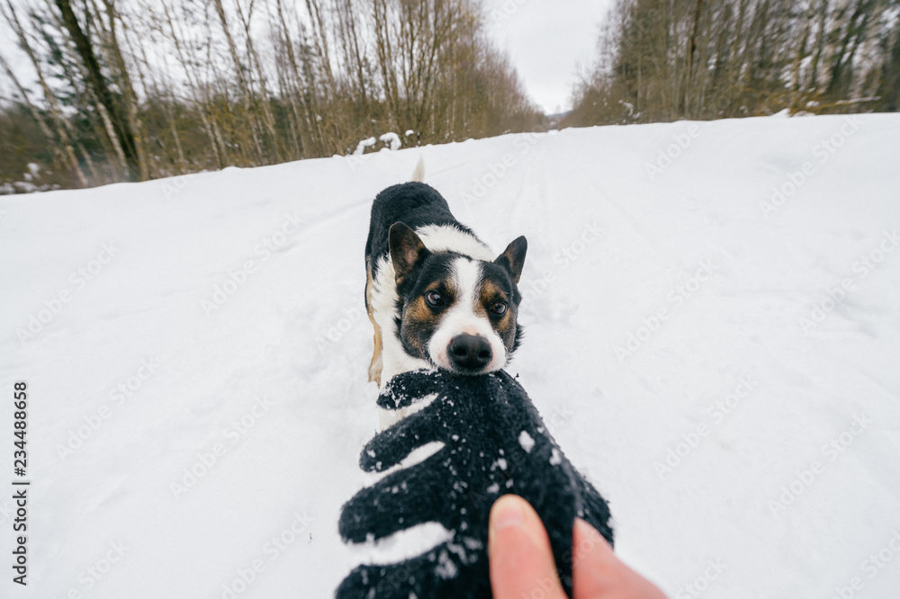 Funny angry crazy dog pulling owner hand on winter snowy road. Domestic breeding pet playing with wool glove outddor. Wild animal biting. Strong powerful dog roaring. Hunting dog humorous muzzle. Funny angry crazy dog pulling owner hand on winter snowy road. Domestic breeding pet playing with wool glove outddor. Wild animal biting. Strong powerful dog roaring. Hunting dog humorous muzzle.