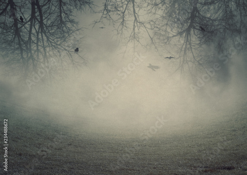 Creepy trees in the fog