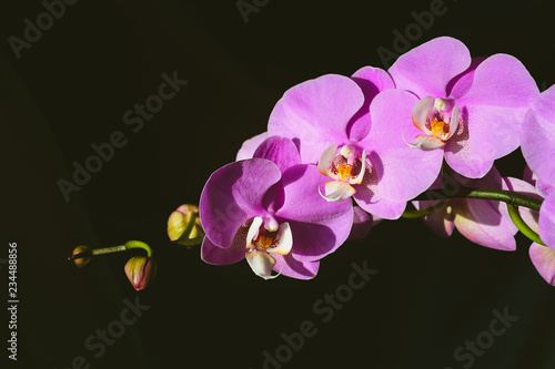 Pink orchid on a black background.