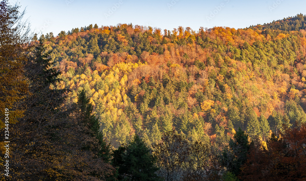 La forêt communale de kaysersberg en automne