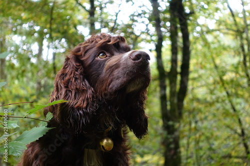 Cocker Spaniel in Woods