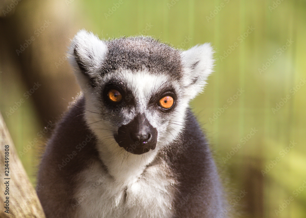 Obraz premium Ring-Tailed Lemur, Lemuroidea, has big golden eyes, closeup portrait