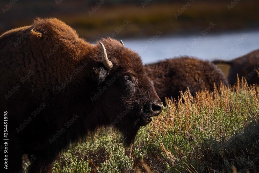 Bison on the range, Hayden Valley, Yellowstone National Park Bison on the range, Hayden Valley, Yellowstone National Park