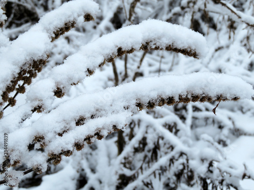 Snow-covered plants in winter forest. Snowfall, cold weather background
