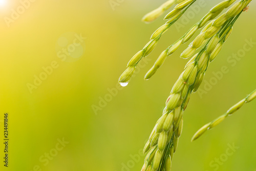 Closeup rice seed in rice fields and drops of dew with morning light. Concept of agriculture or rainy season.