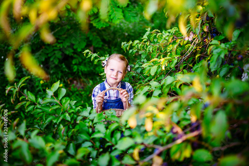 Girl with basket full of plums in the garden - concept of vegetarian, horticulture, freshness, refreshment, foliage, daylight, autumn harvesting, nutrition, gourmet, tasty, sweet fruit, harvest home