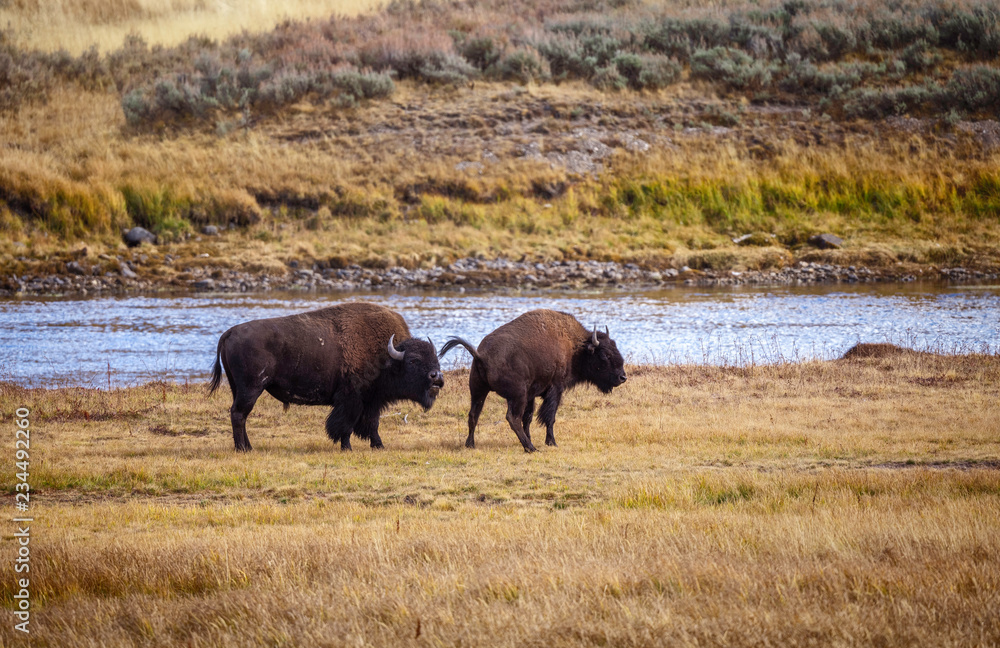 Bison on the range, Hayden Valley, Yellowstone National Park