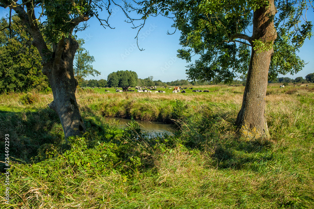 Cows near a brook in the Netherlands