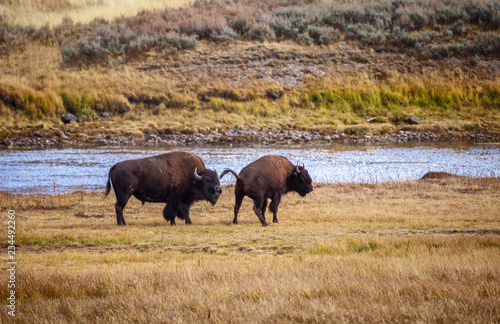 Bison on the range  Hayden Valley  Yellowstone National Park