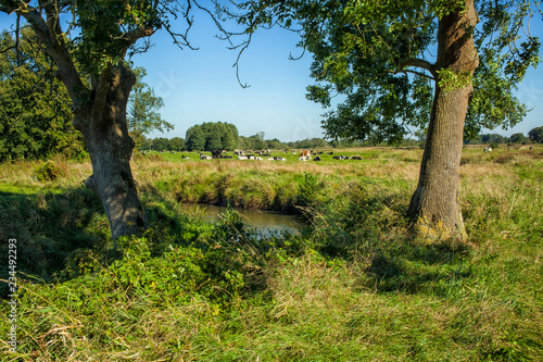 Cows near a brook in the Netherlands