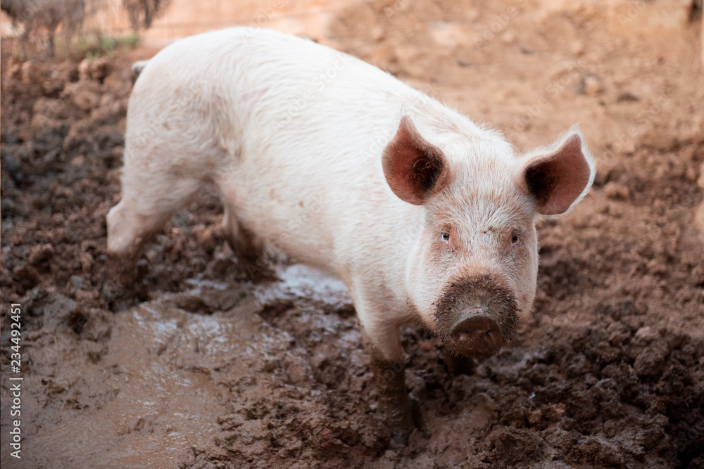 Young pig in a pigsty with a dirty muzzle Young pig in a pigsty with a dirty muzzle