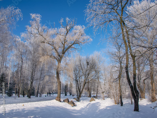 Scenic view of the winter park with picturesque trees covered by frost at sunny day