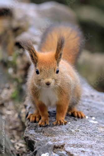 European red squirrel © Risto