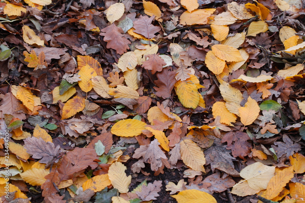 bunt verfärbtes Herbstlaub