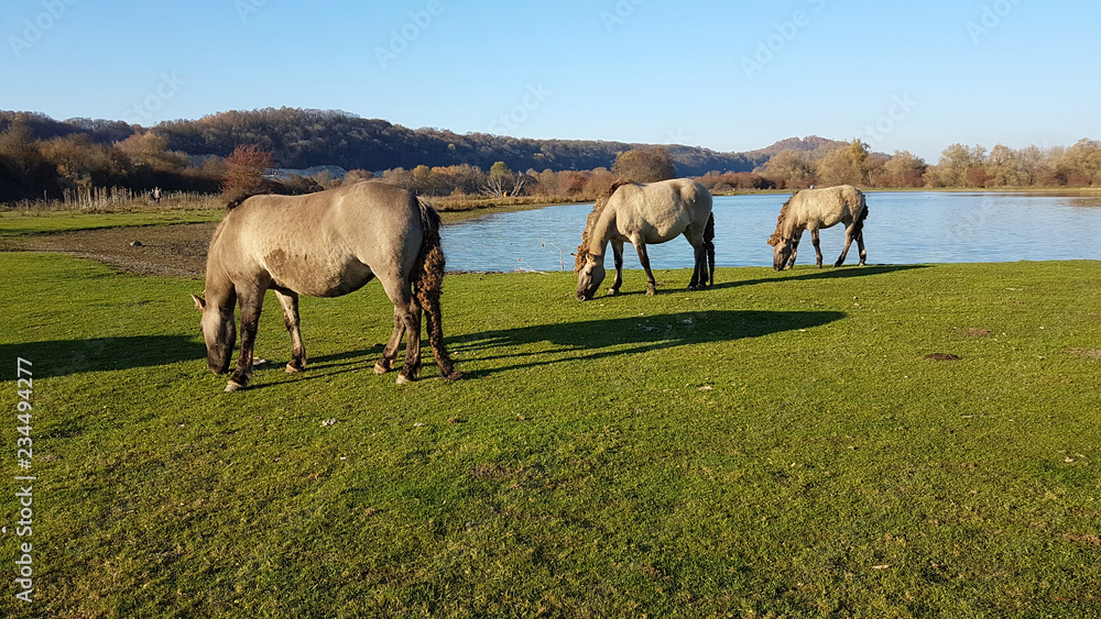 Trois chevaux hollandais en liberté