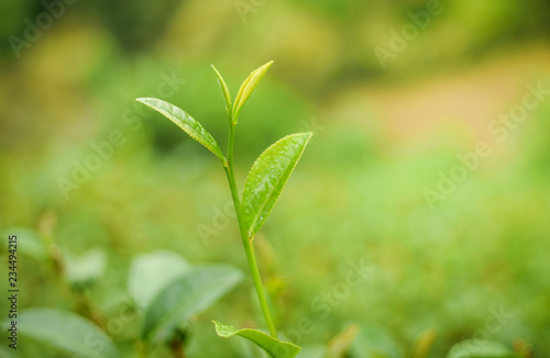 Tip of new sprout tea leaves with tea plantation area in background. Flush or three top young and juicy leaves with a portion of the stem on which they have grown will be picked for best quality tea.