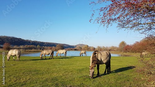 Un troupeau de chevaux en Hollande photo