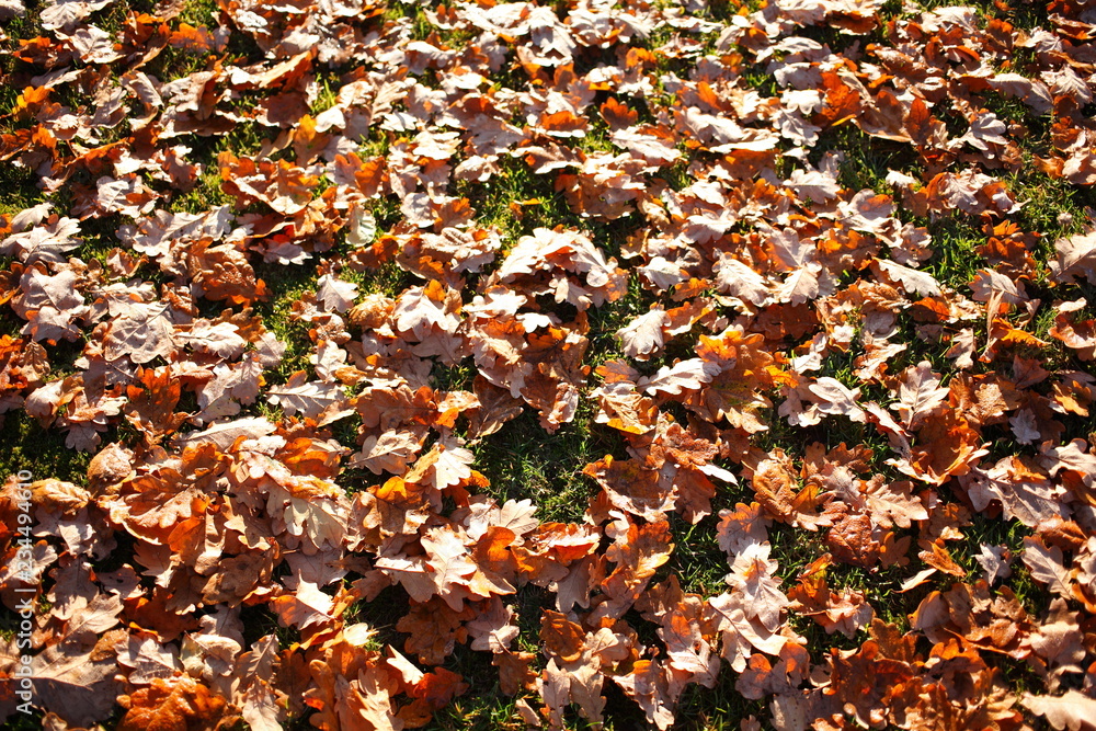 braun verfärbtes Herbstlaub braun verfärbtes Herbstlaub