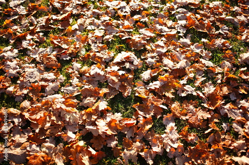 braun verf  rbtes Herbstlaub