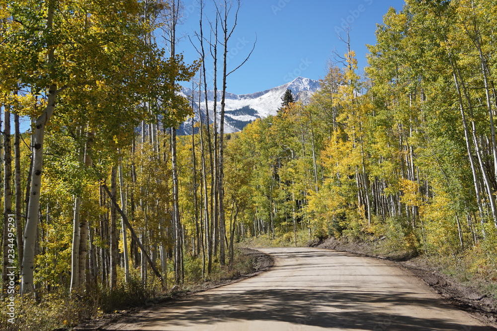 Obraz premium road in the autumn forest