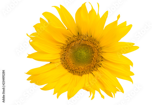 Fototapeta Naklejka Na Ścianę i Meble -  sunflower flower isolated