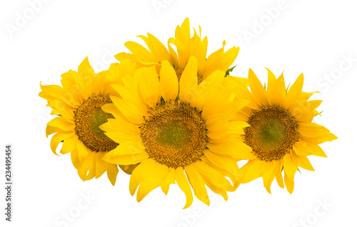 Fototapeta Naklejka Na Ścianę i Meble -  sunflower flower isolated