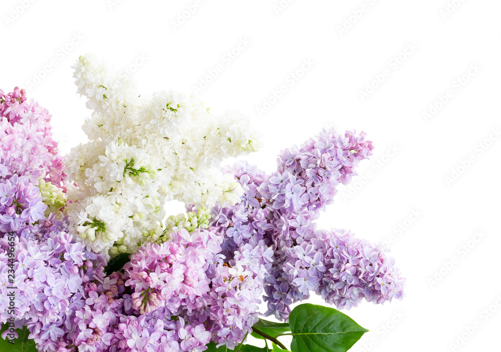 lilac flowers in soft pastel colors isolated over white background