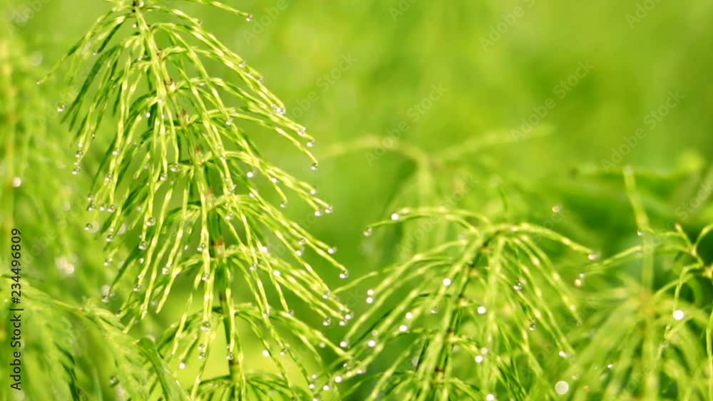 Green horsetail grass with dew water drops on green spring background. Selective focus. Sunny day, natural light, Beautiful summer macro intro. Closeup. Green horsetail grass with dew water drops on green spring background. Selective focus. Sunny day, natural light, Beautiful summer macro intro. Closeup.
