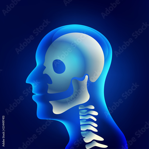 Xray of head and neck, the joints and bones of human, skeletal spinal bone structure of Human Spine