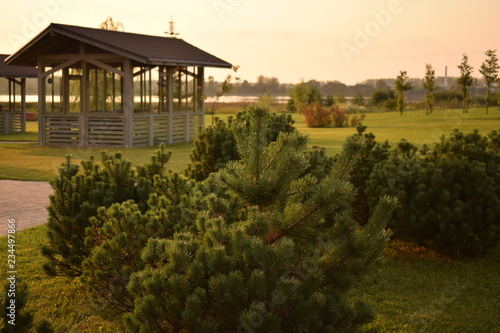 Landscape young pine and arbor, a beatiful and peaceful place for meditation and relax.