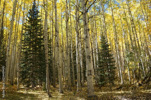 forest in autumn