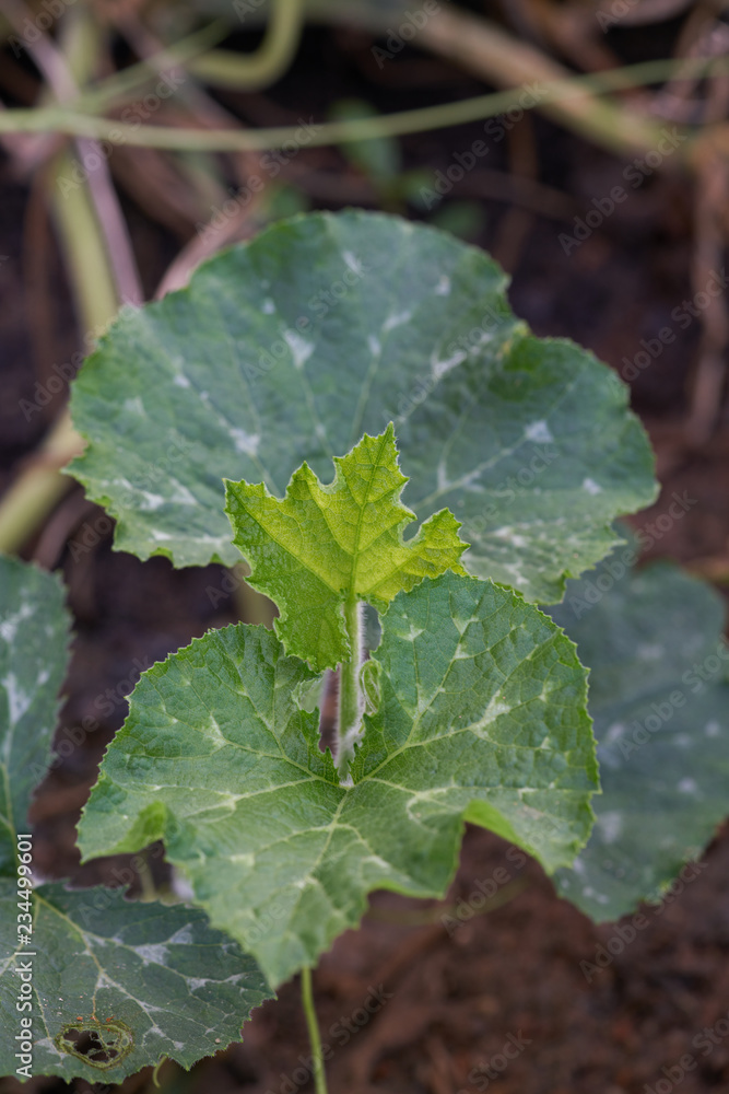 Green pumpkin leaves