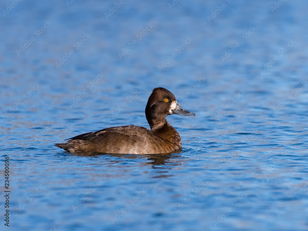 Female Lesser Scaup Swimming in Fall Female Lesser Scaup Swimming in Fall