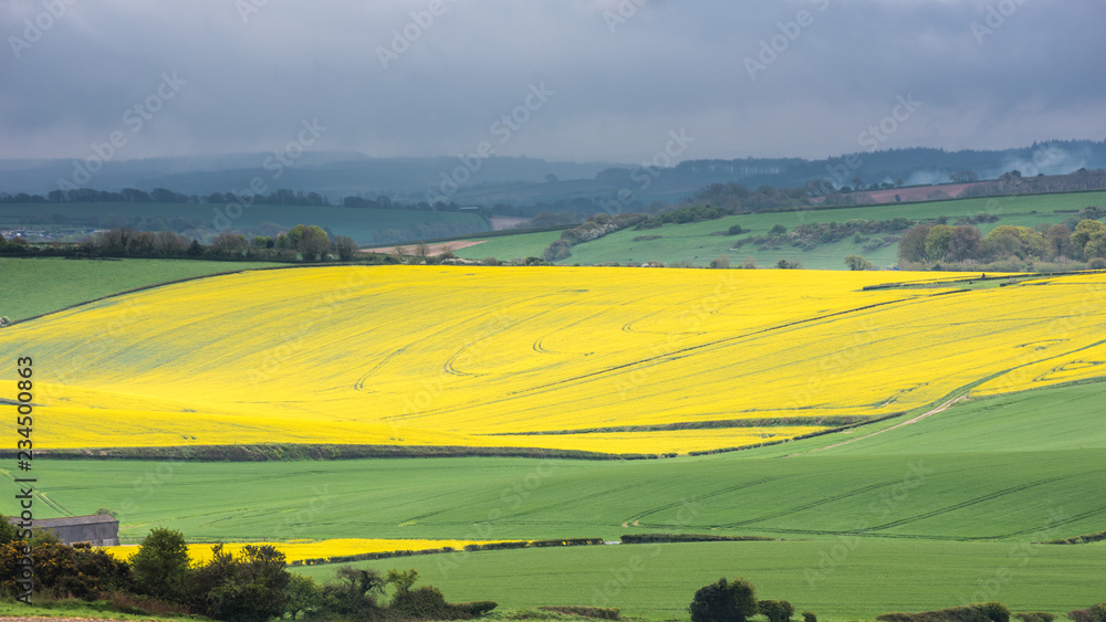 Rapeseed fields in Dorset, England