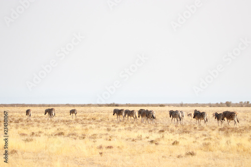 Reihe von Zebras © U.A.