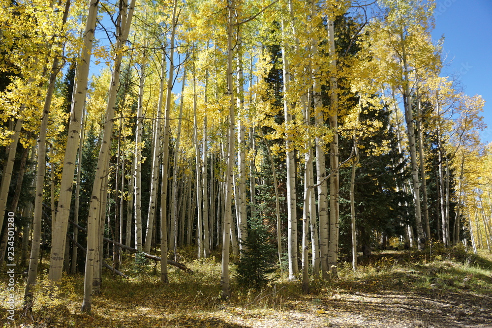 Fototapeta premium forest in autumn