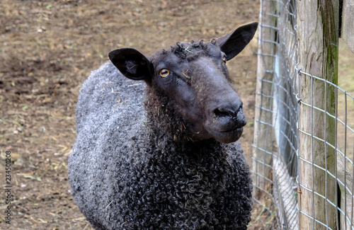 Black sheep with very curly woolly body