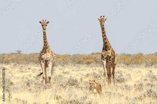 Zwei Giraffen begleiten eine Löwin