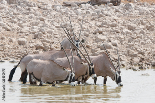 Oryx-Antilopen am Wasserloch