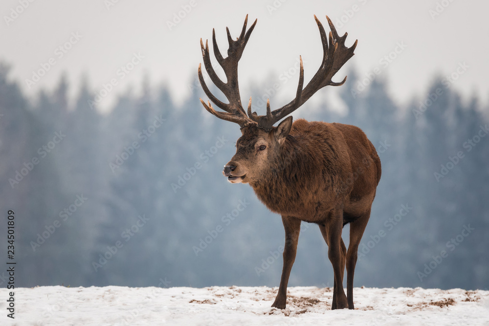 Grazing Full Maturity Deer Buck Against The Background Of Winter Coniferous Forest. Deer Male With Great Branched Horns, Belorussian Winter Wildlife Image.