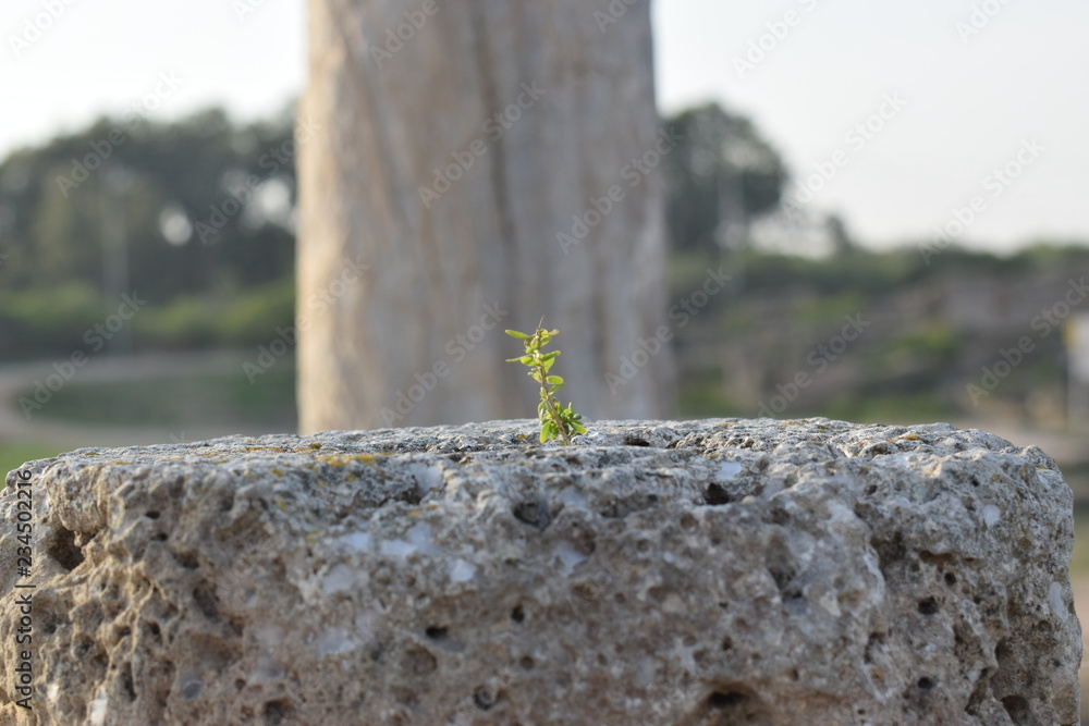 Fototapeta premium Cyprus spring forest 
