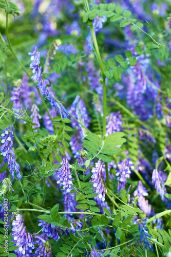 Vetch sideration culture  beautiful lilac flowers of legumes plant which used as fodder in the period of vegetation  closeup  background texture  vertical