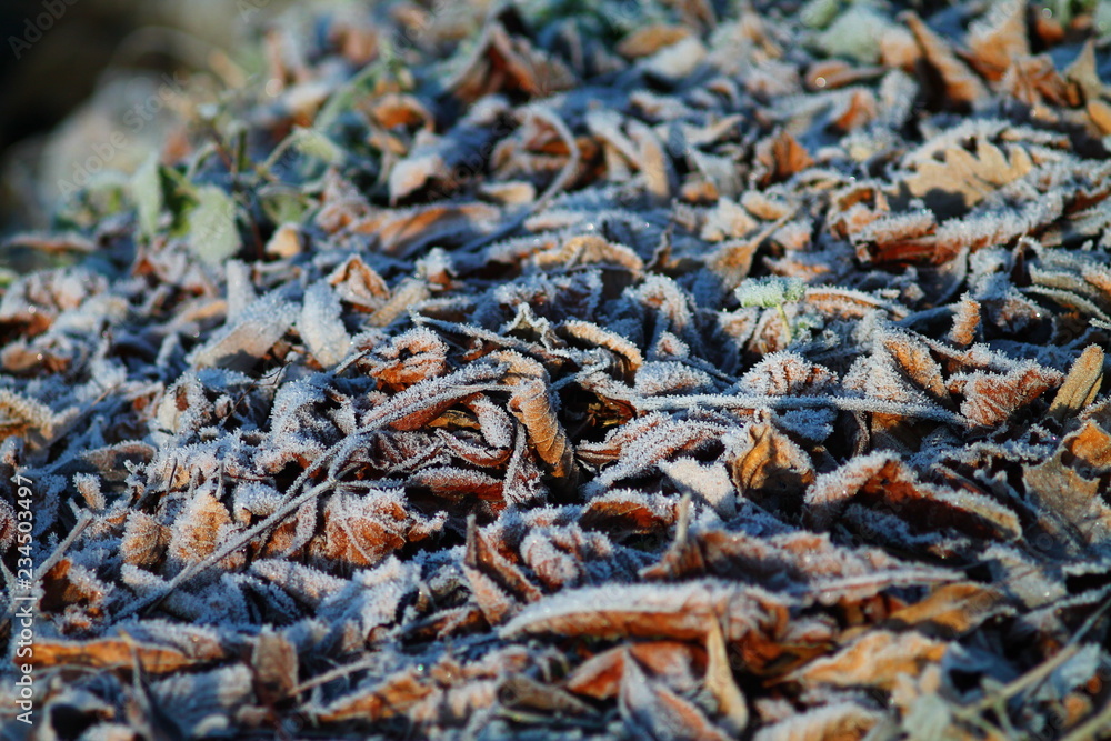 Brown dry beech leaves over rime in morning sunlight. Brown dry beech leaves over rime in morning sunlight.