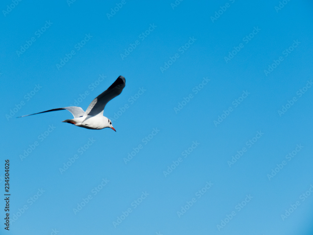 gull flies over Lake Bolsena Viterbo Italy gull flies over Lake Bolsena Viterbo Italy